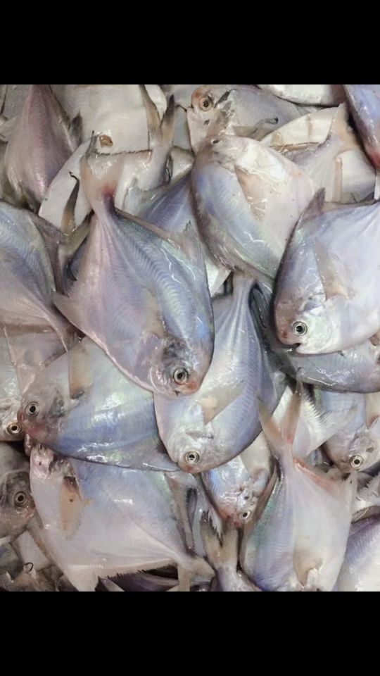 小银鲳鱼,煎炖炸皆可,15532250196