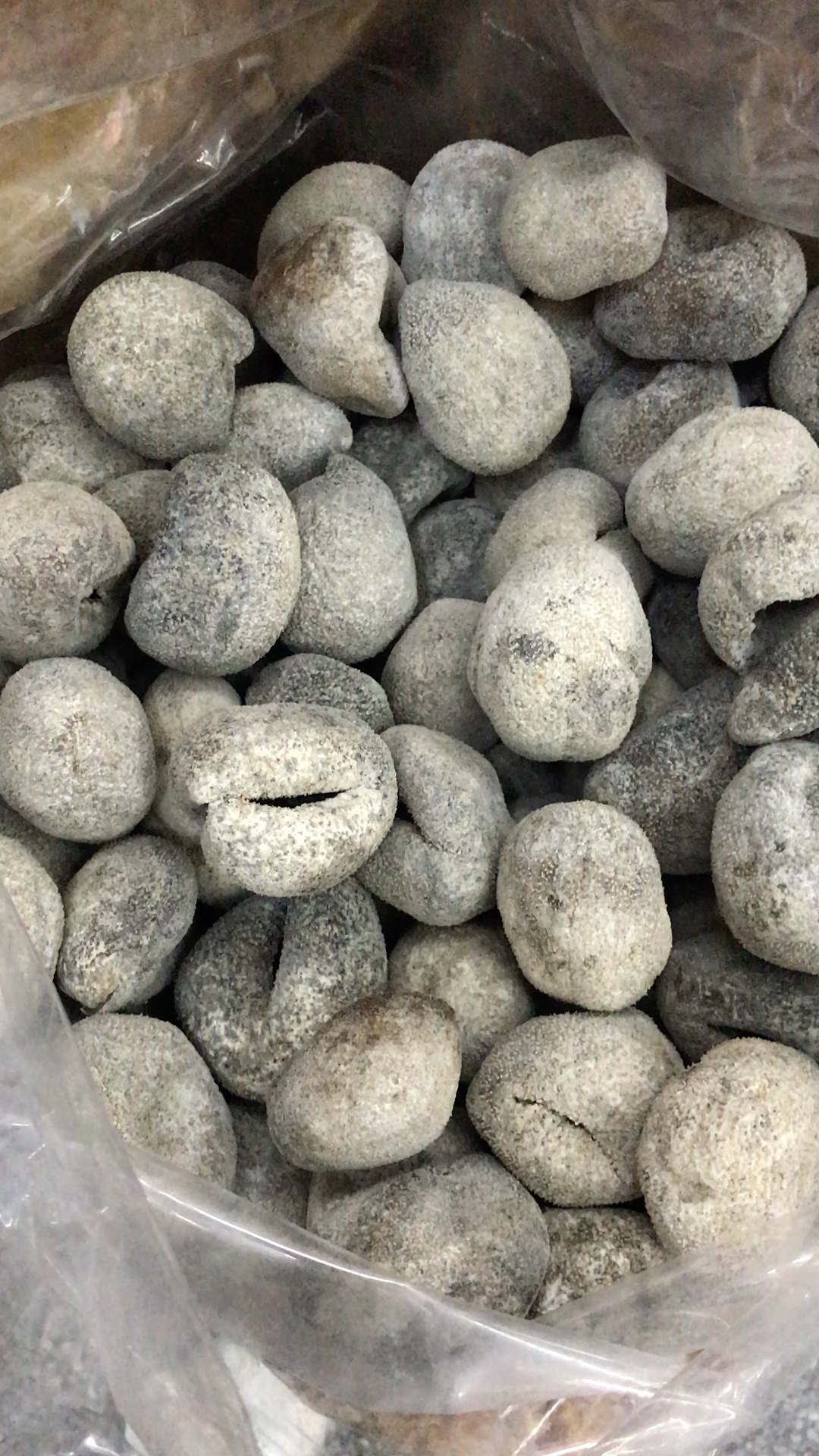 18头左右印尼球参,靓靓