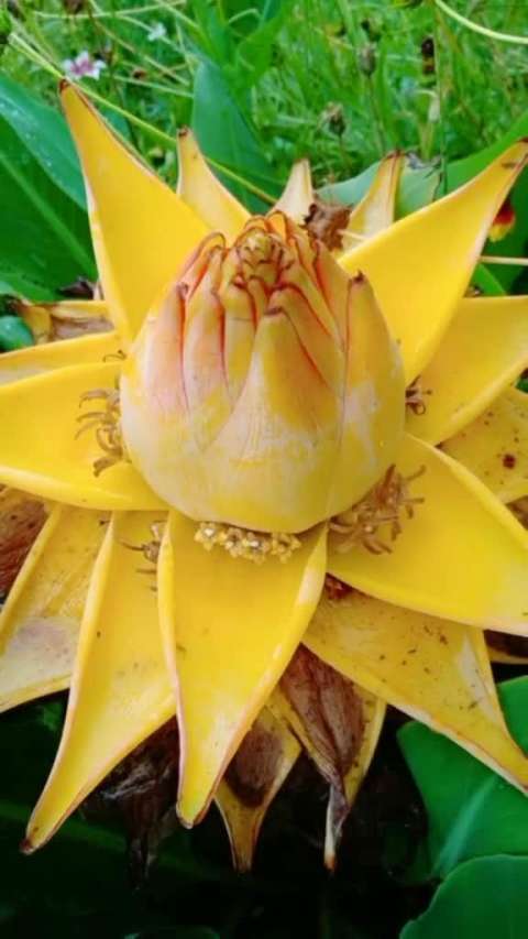 一朵金莲开,佛性自然来. 地涌金莲现,此生可问佛.