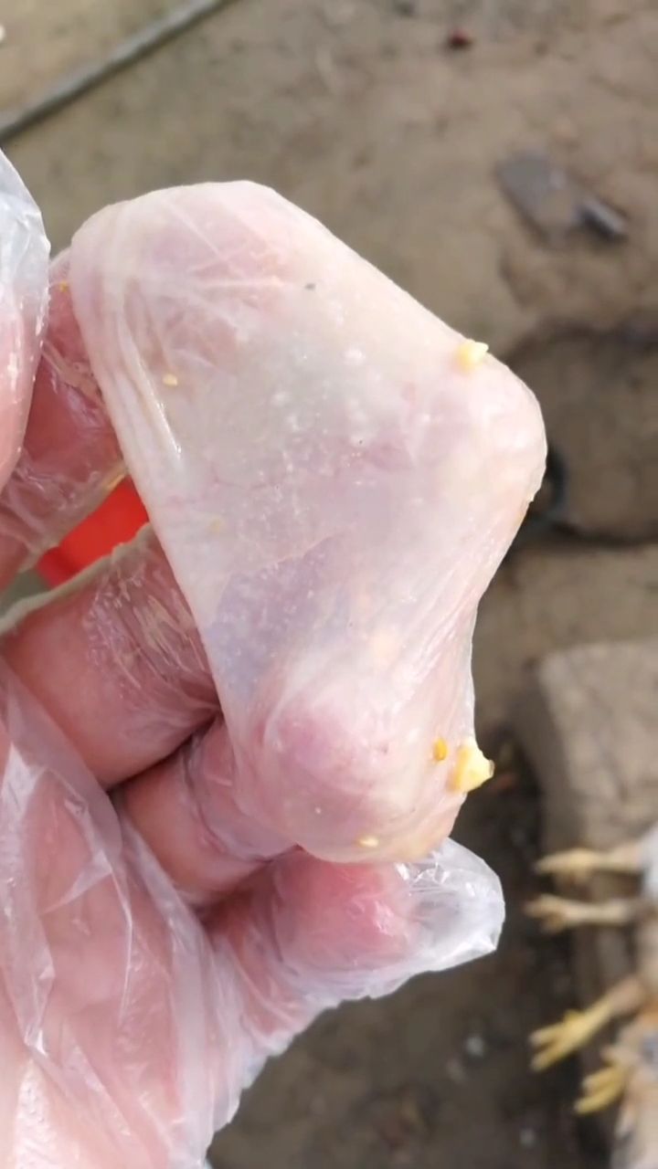 这是小鸡的嗉囊,上面像毛巾样的东西是白色念珠菌,会导致鸡出现大嗉子