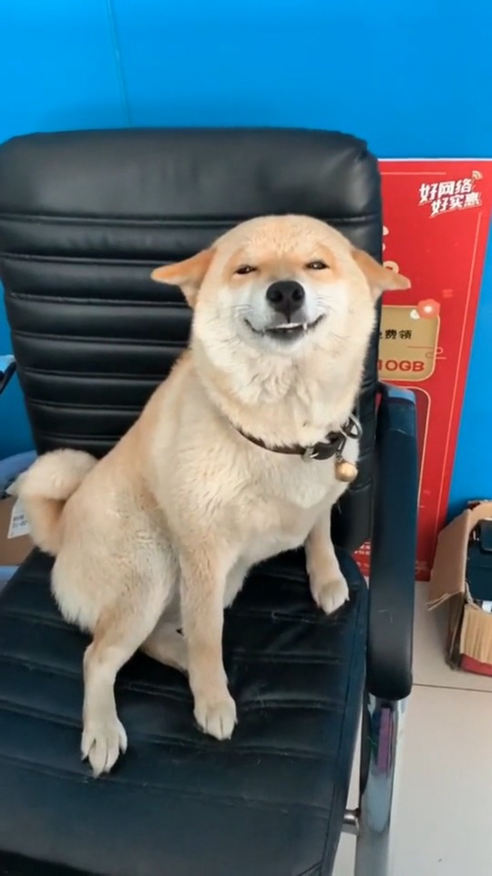柴犬治愈系眯眼笑!不管多大的压力,看见这张脸都想笑