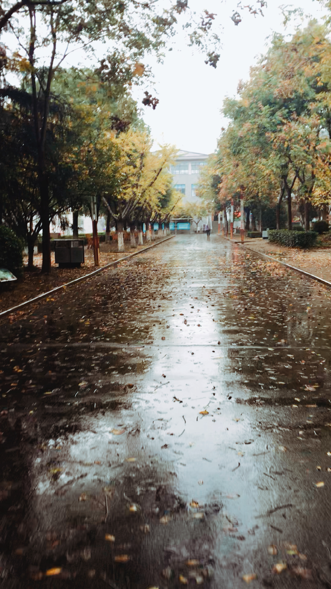 雨中的校园