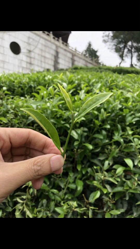 《今日特荐9799天心岩水仙》香不过肉桂 醇不过水仙.