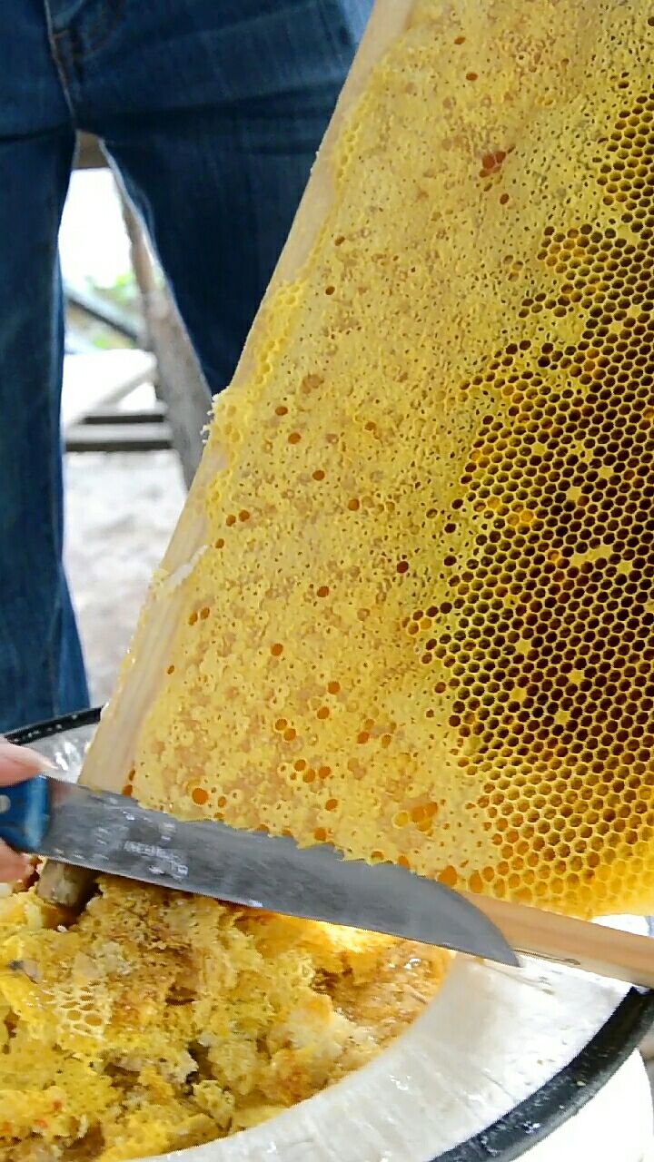 农家土蜂蜜照片图片