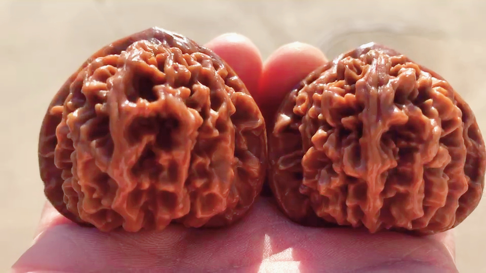 精品京八对狮子头