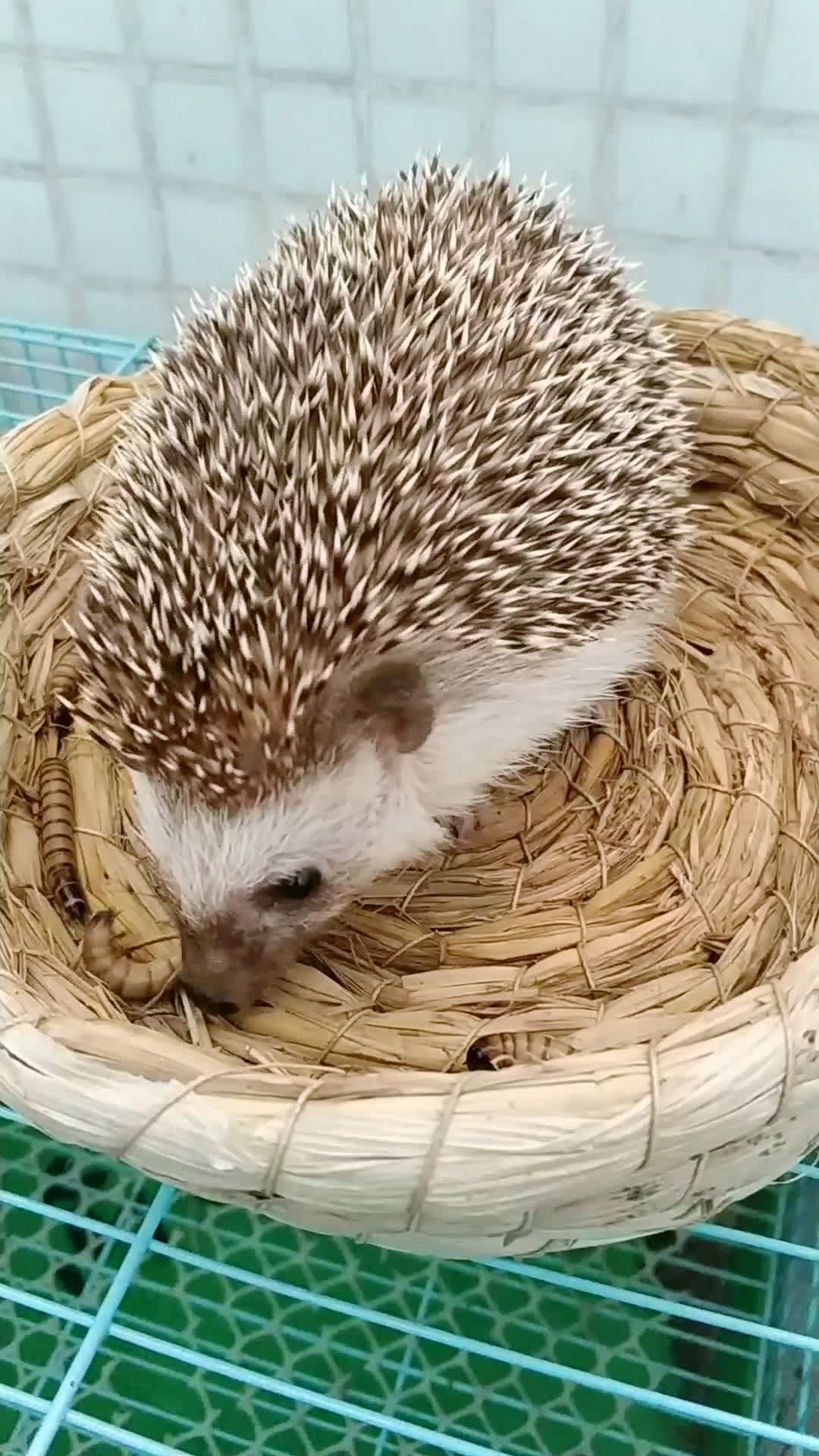 一只吃虫子91的刺猬