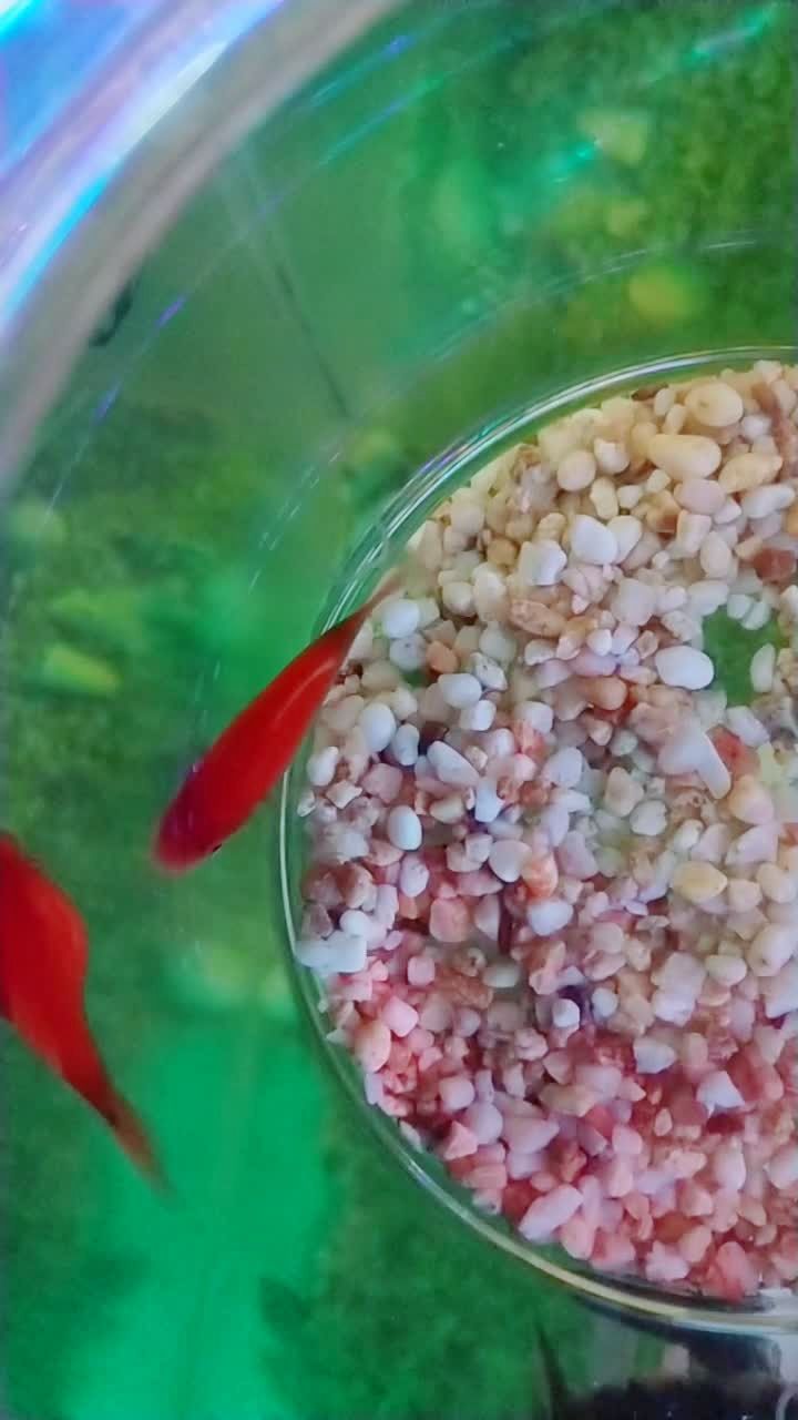 这个小鱼怀孕了,看着好像快生了,不知道那天生,生多少.