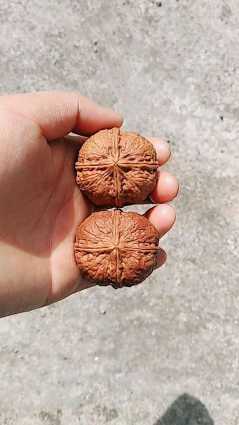 云南纯野生铁核桃四棱闷尖炸药包