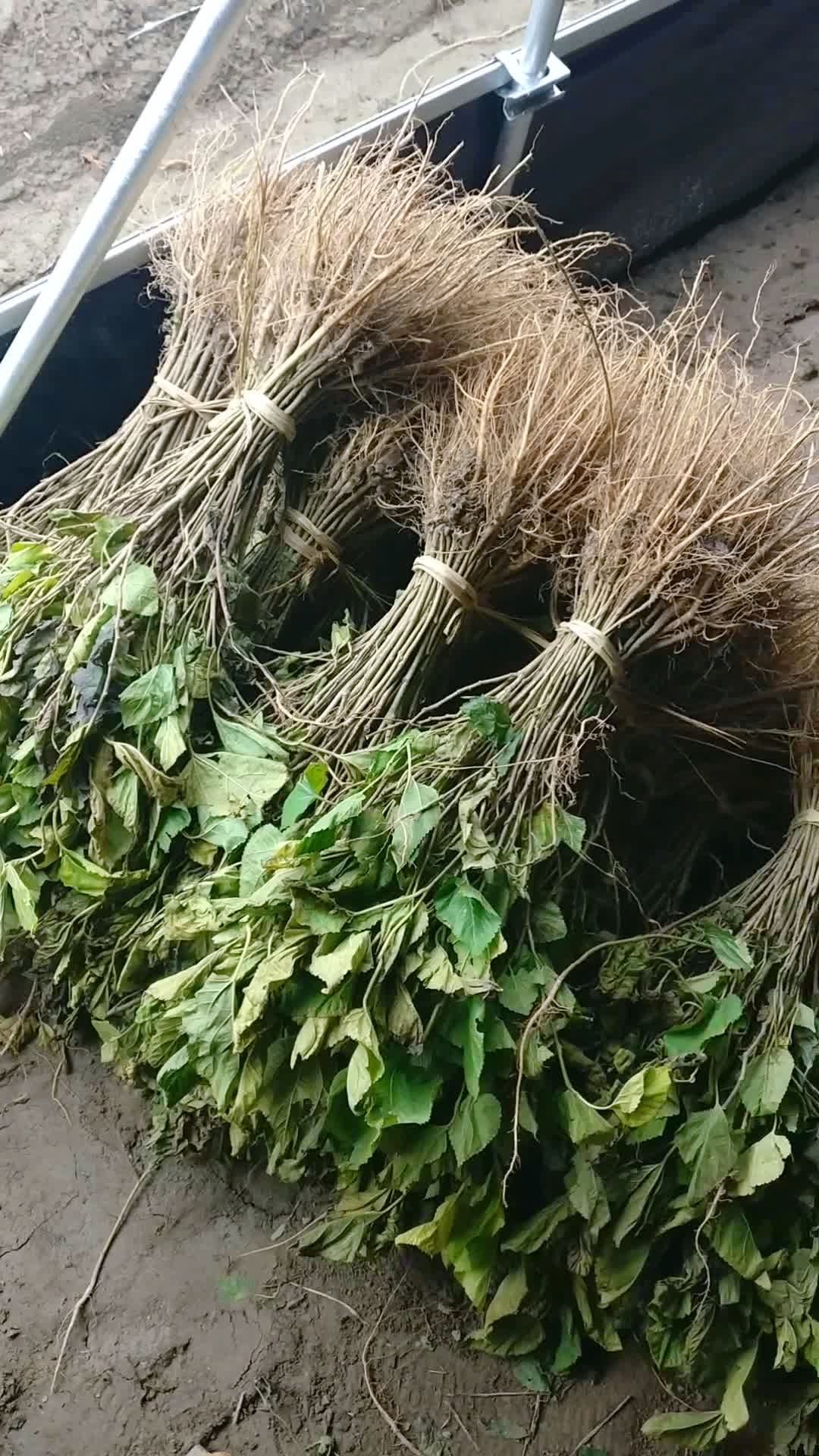 籽播实生桑苗,杂交饲料桑苗已经开始出货.0.3-0.5,0.5-0.8规格.