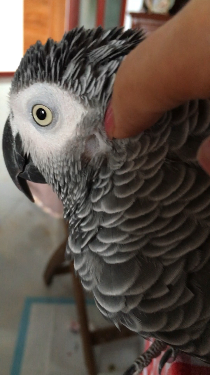 顶嘴的小灰!小灰的小耳朵