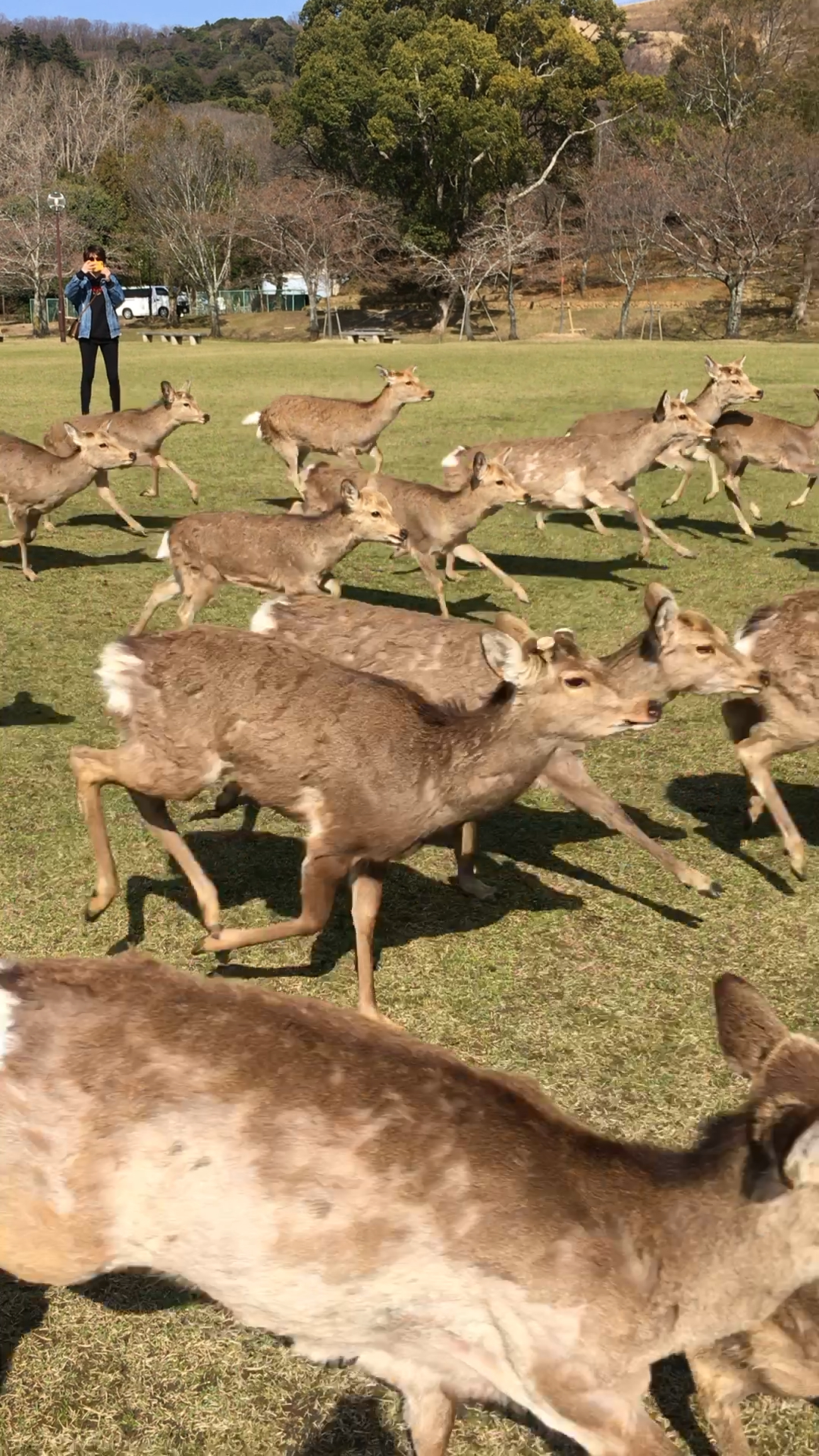 奈良奔跑的鹿群