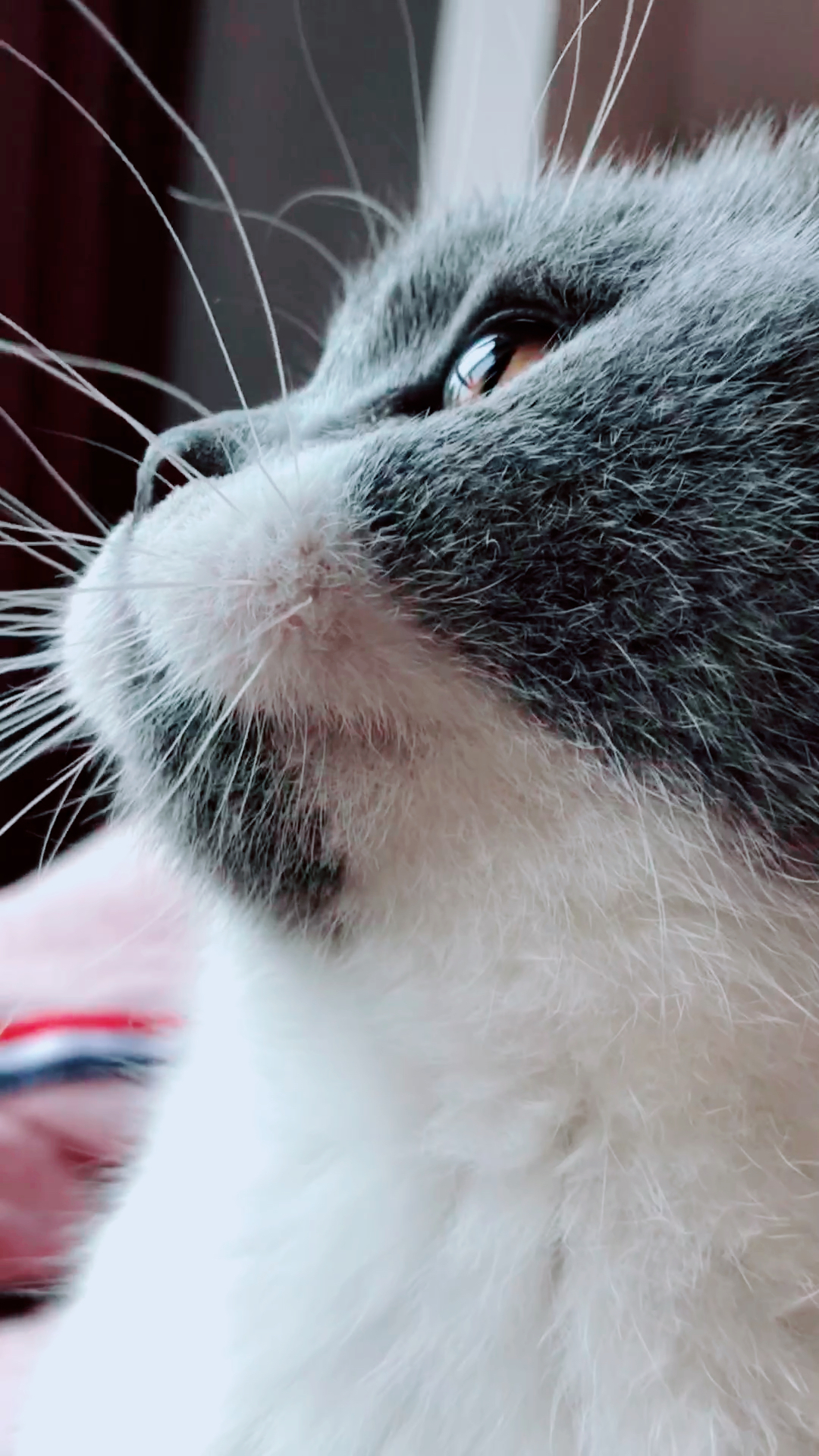 近距离拍到猫咪的眼睛,清澈透亮,能让心瞬间平静@{uid