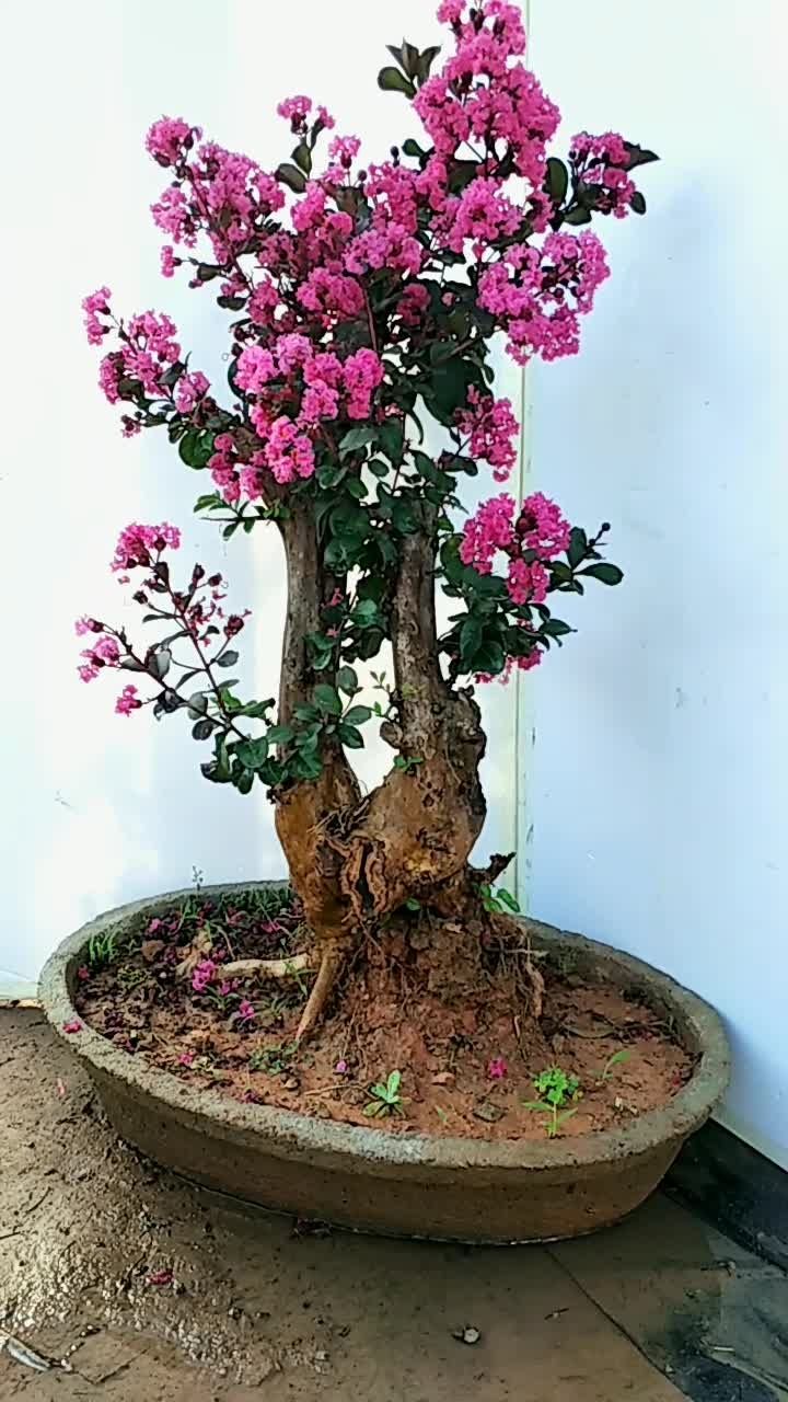 天鹅绒紫薇盆景老桩