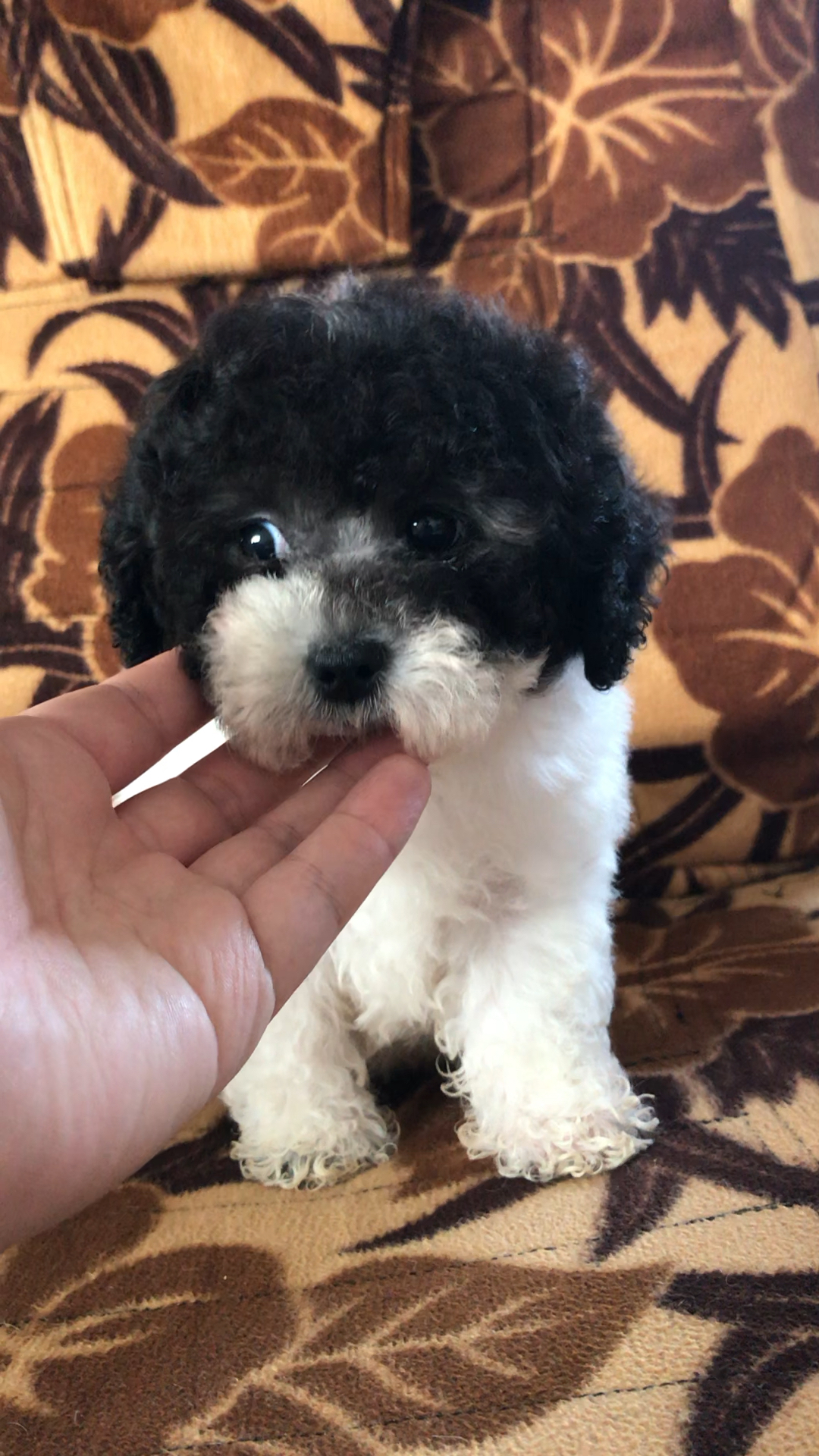 灰白花泰迪 弟弟 四千