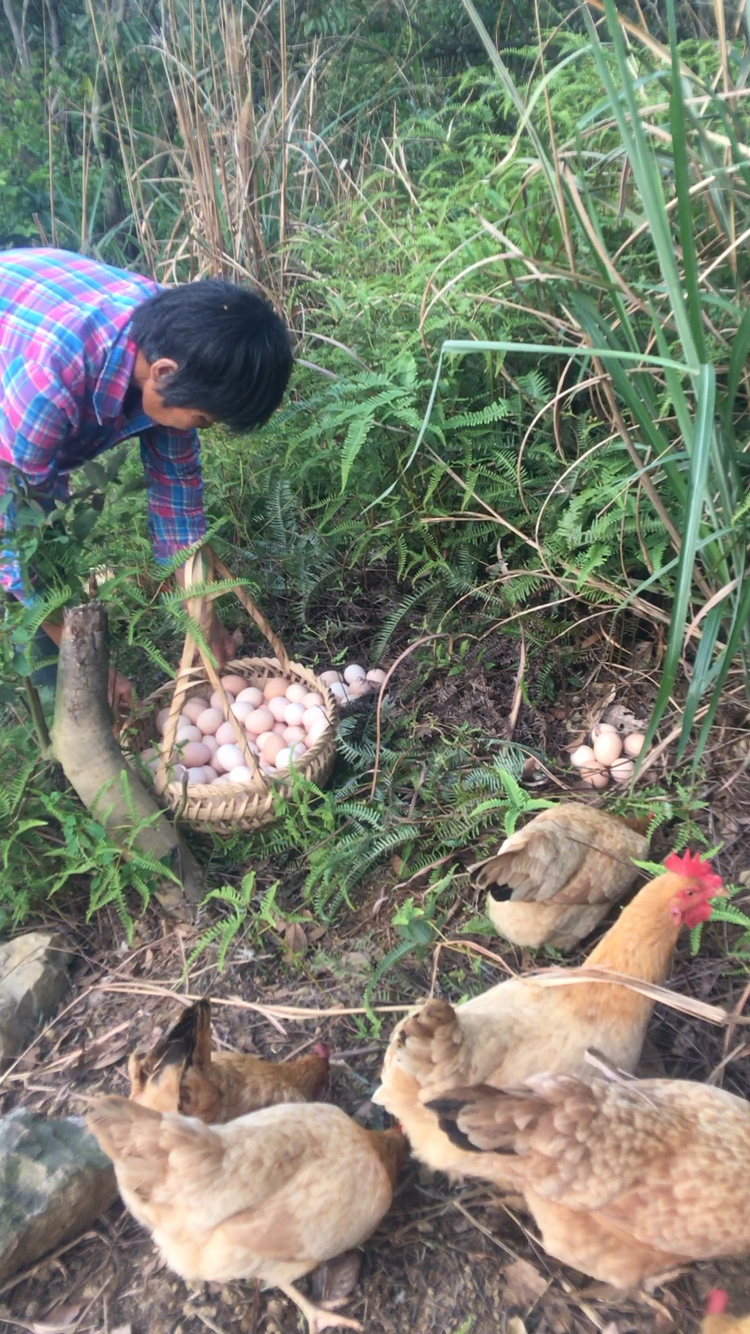 啦老开始一天的捡鸡蛋