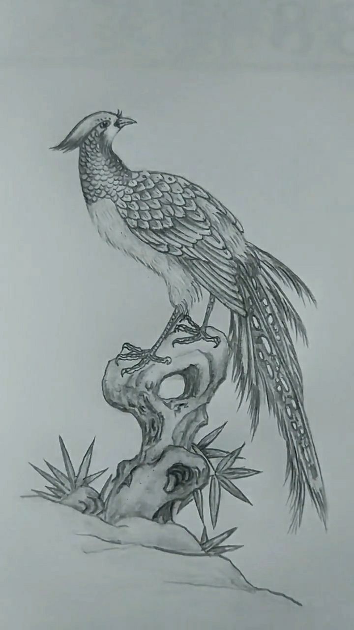 教你画野鸡!好着不!