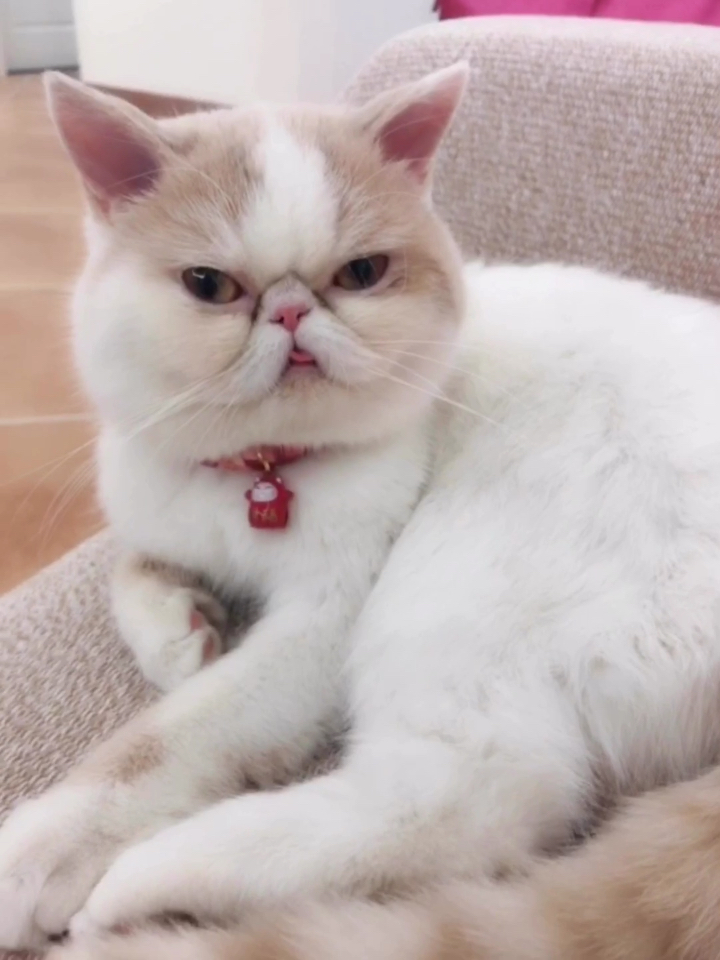 洗完澡的小赛文你们喜欢吗?