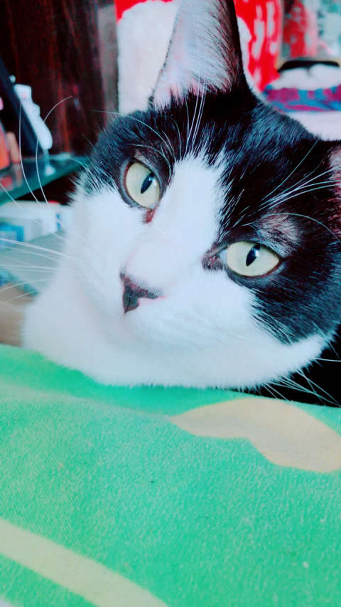 猫星人的眼神会说话