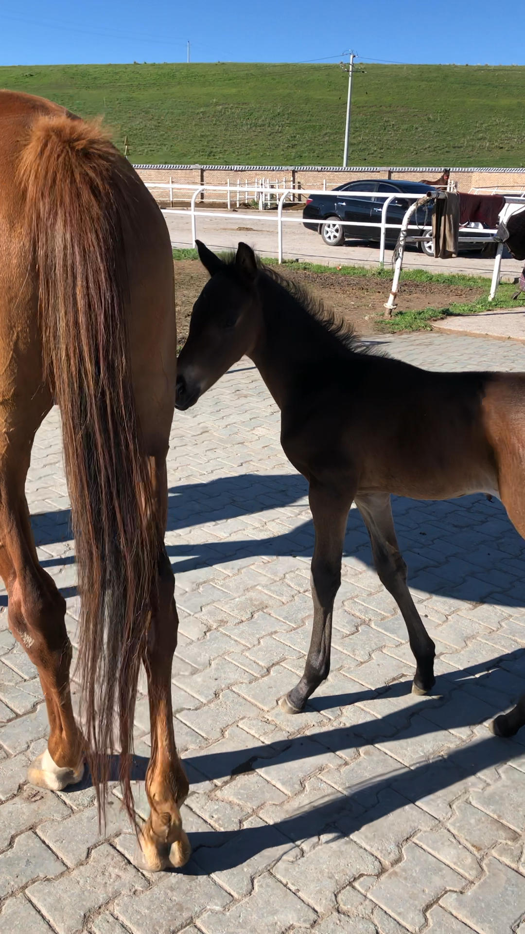 大家都在保护这匹出生一天的小马驹