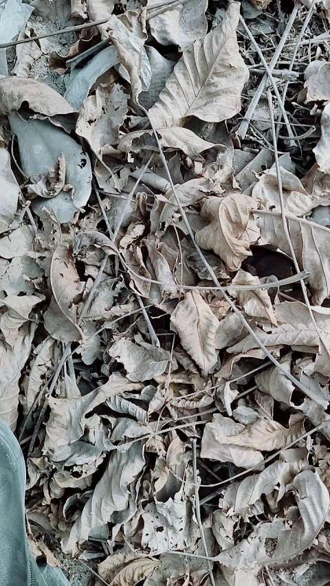 碎叶子的声音,脆