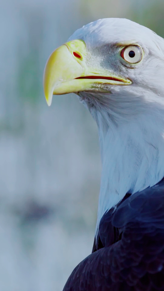 他就是中国神话传说中一种凶恶的鸷鸟