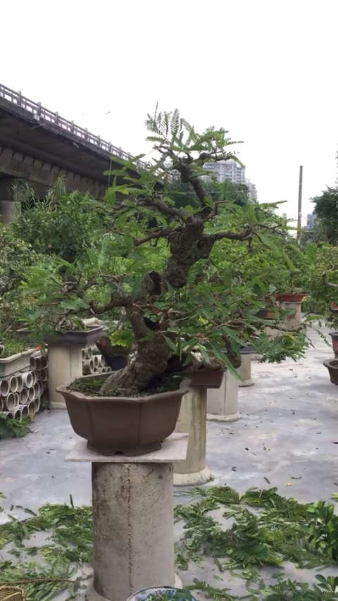 人家都吃到嘴酸了,你还在浪费革命的粮草——油甘树