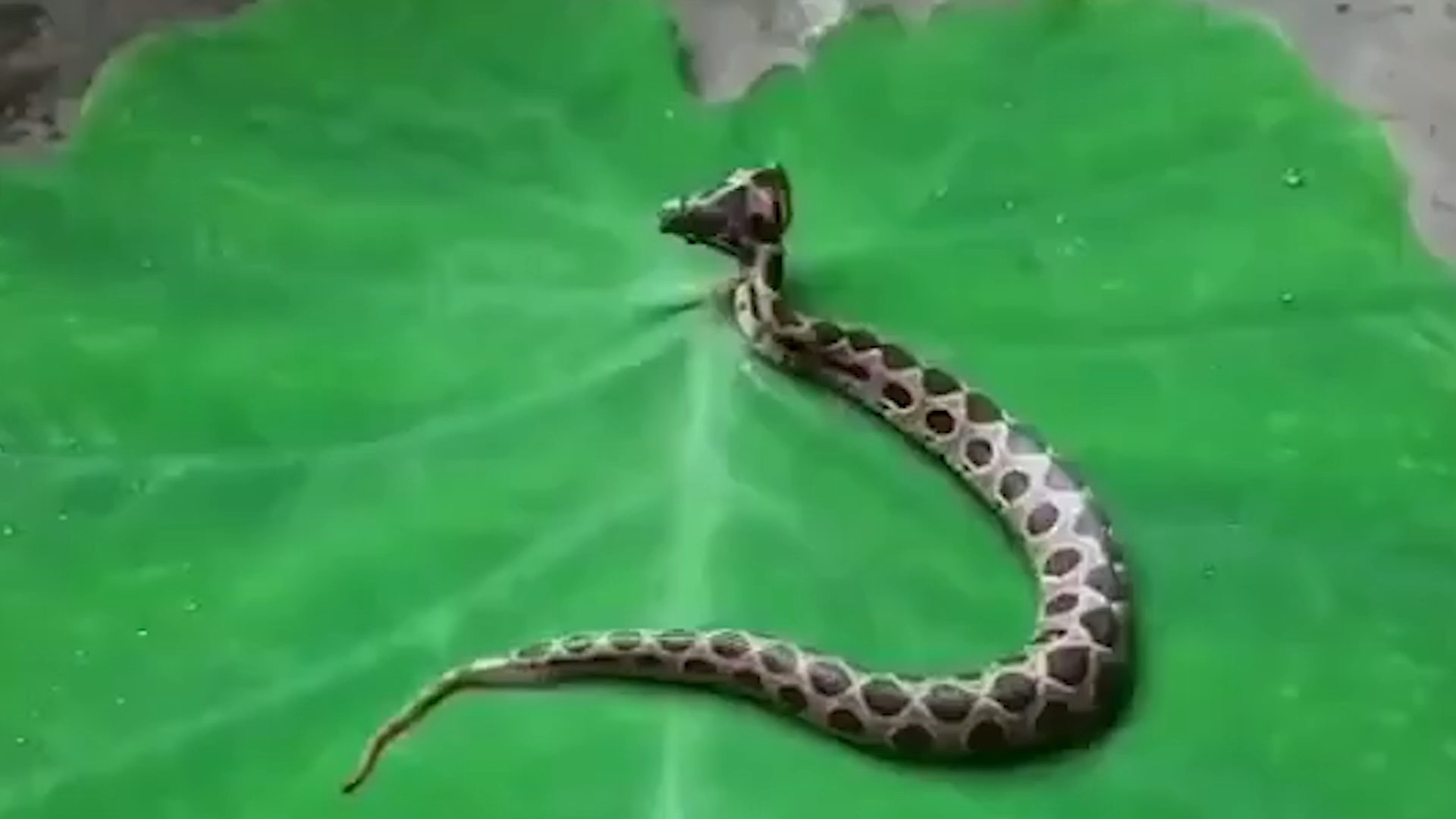 印度现罕见剧毒双头罗素蝰蛇,网友:看得头皮发麻