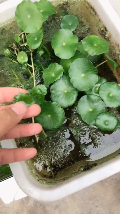 铜钱草如何土培,水培,半土半水?