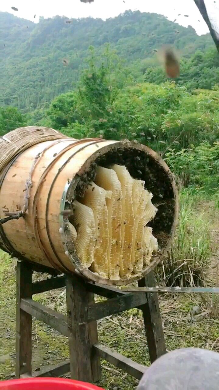 大山里的原生态木桶蜂蜜  一年只采一次