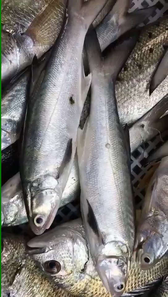 刚上岸的小午鱼,适合干煎,酱油水