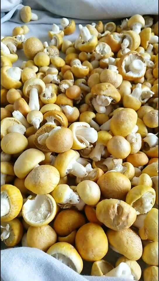 高原特有的天然绿色野生黄菇