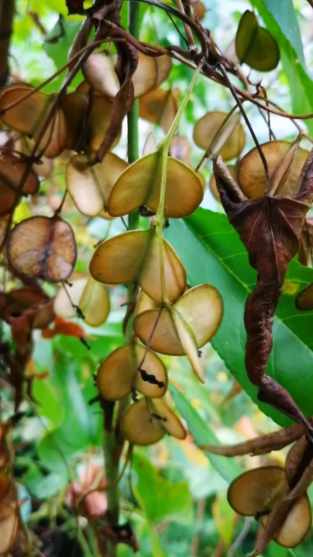 到底是山药的种子还是果子?