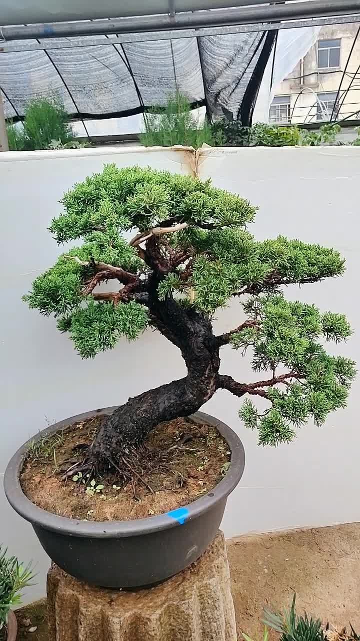 济州针柏盆景老桩