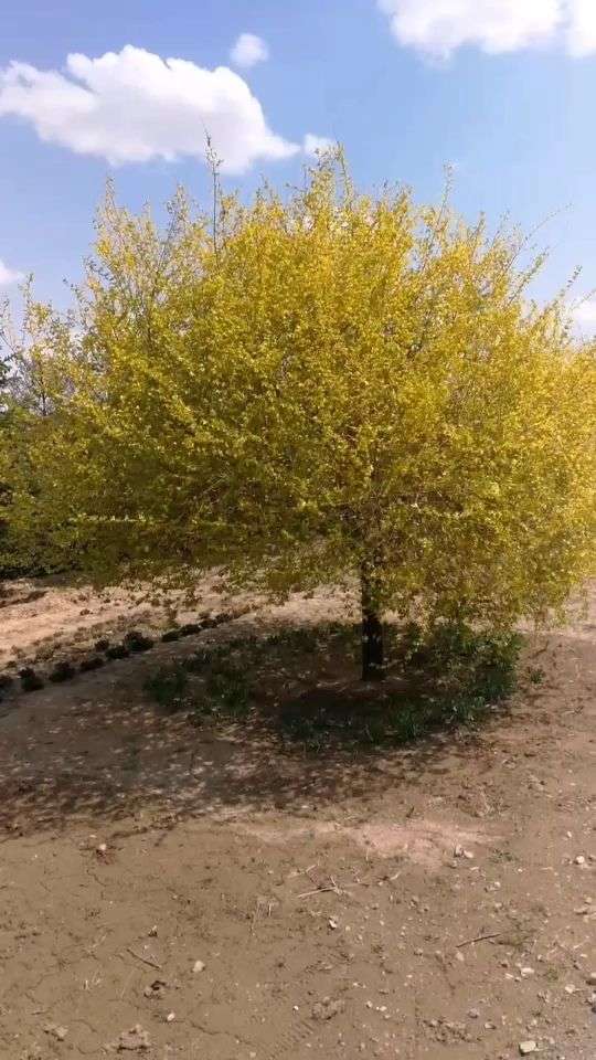 黄榆树