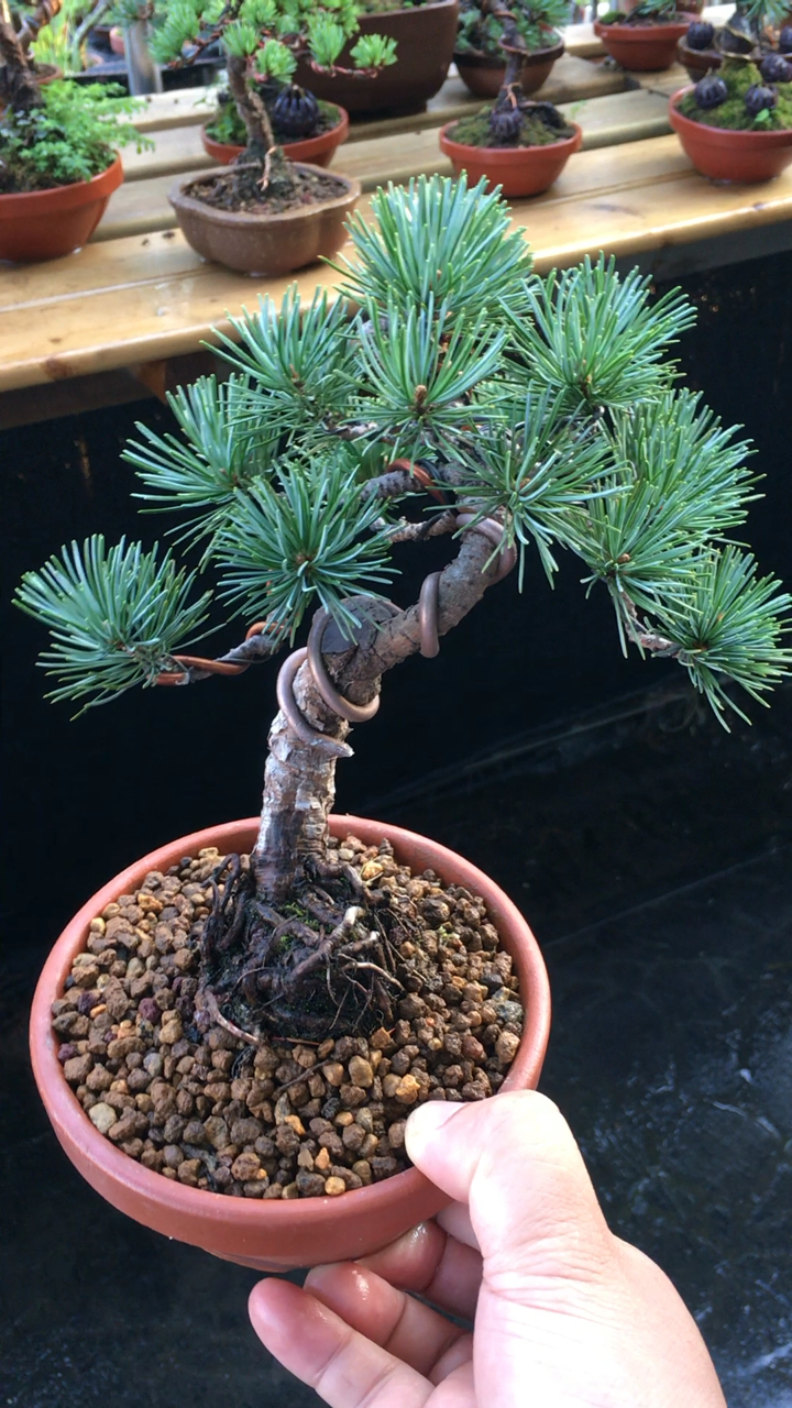 小微盆景五针松