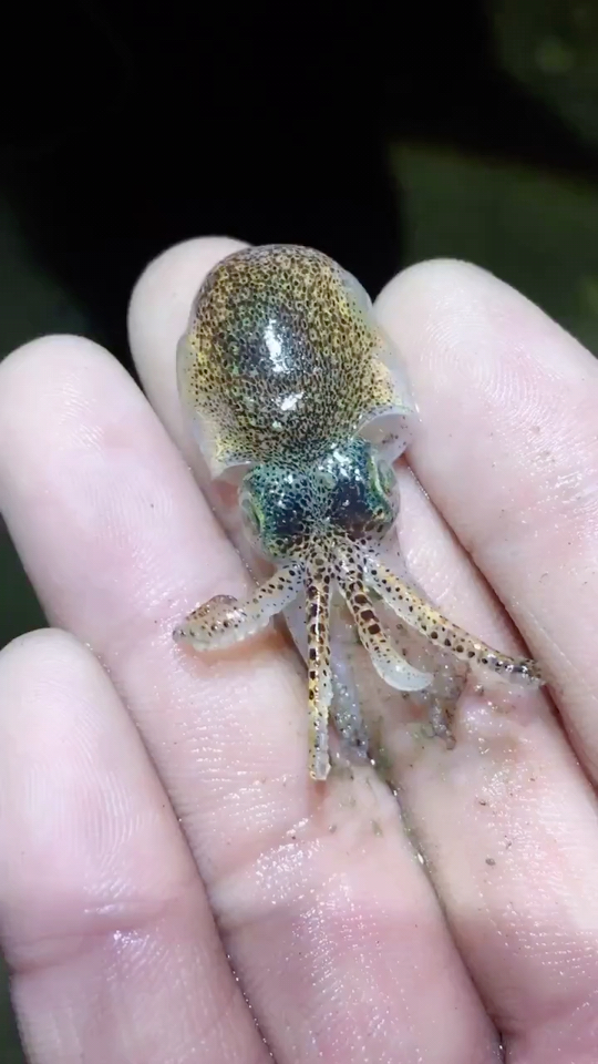 看看这迷你小墨鱼,可爱吧