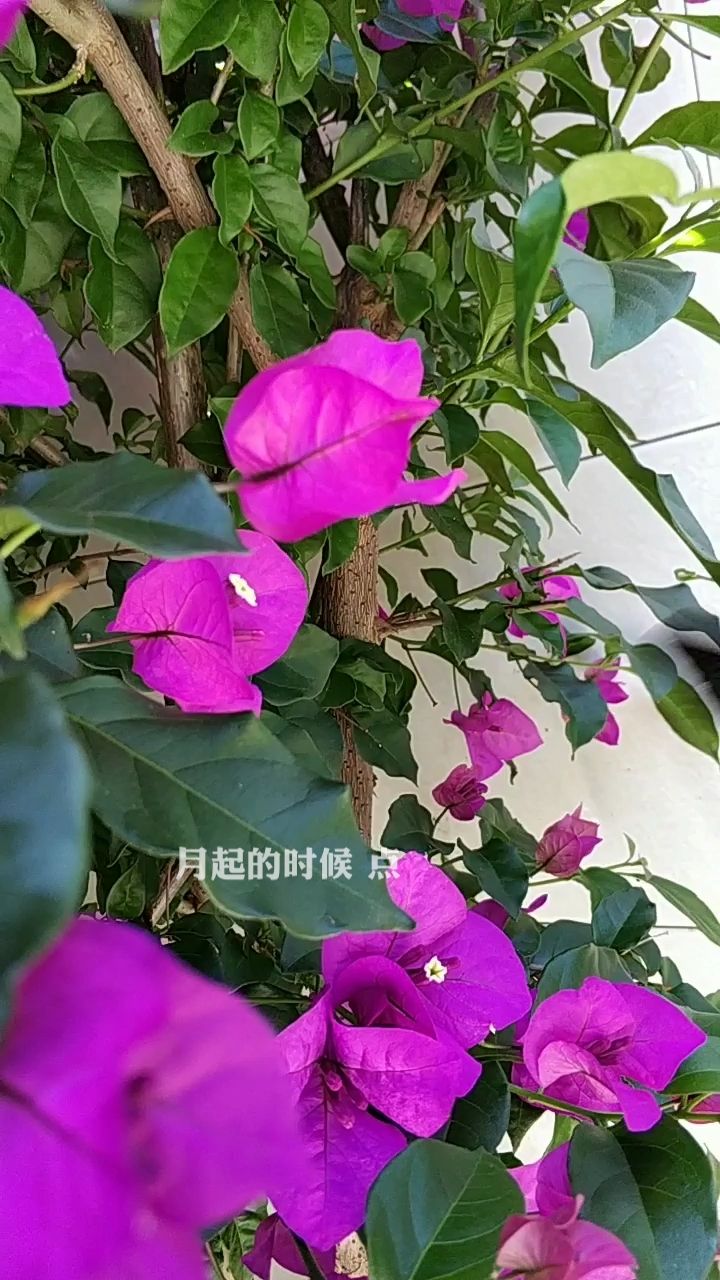 蝴蝶恋花美的简谱图片