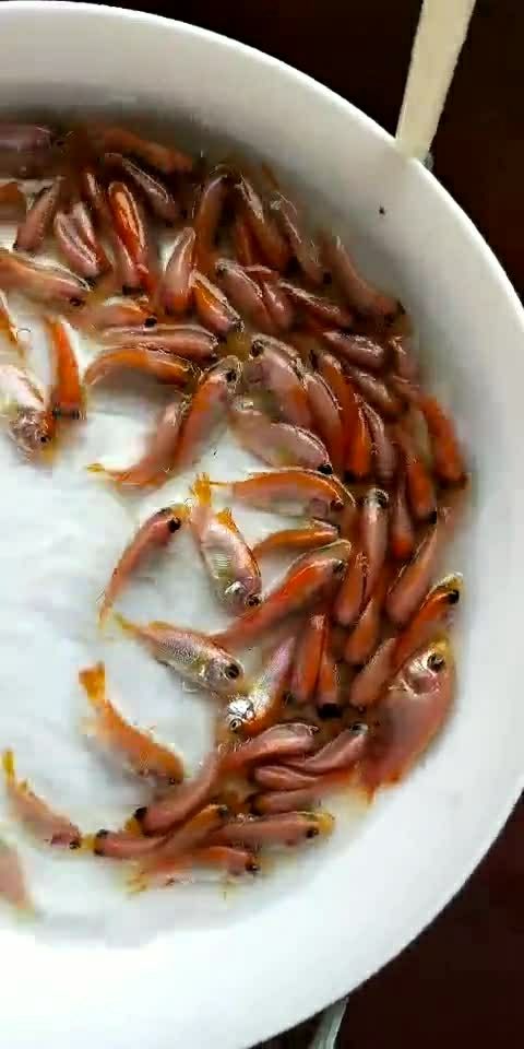 星洲红罗非鱼苗