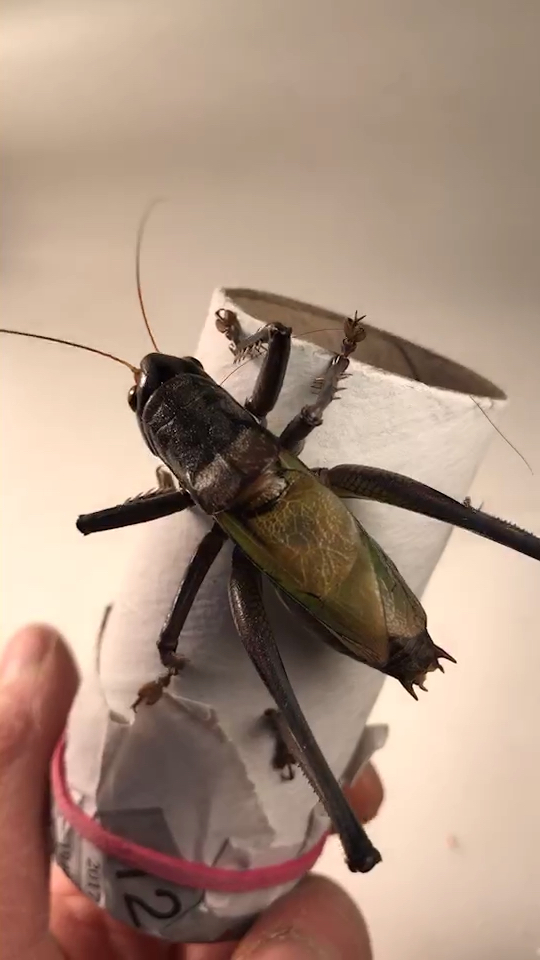 蝈蝈急了也咬人啊98