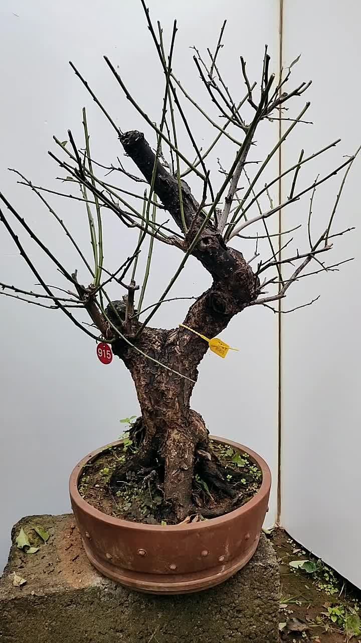 原生红梅盆景老桩