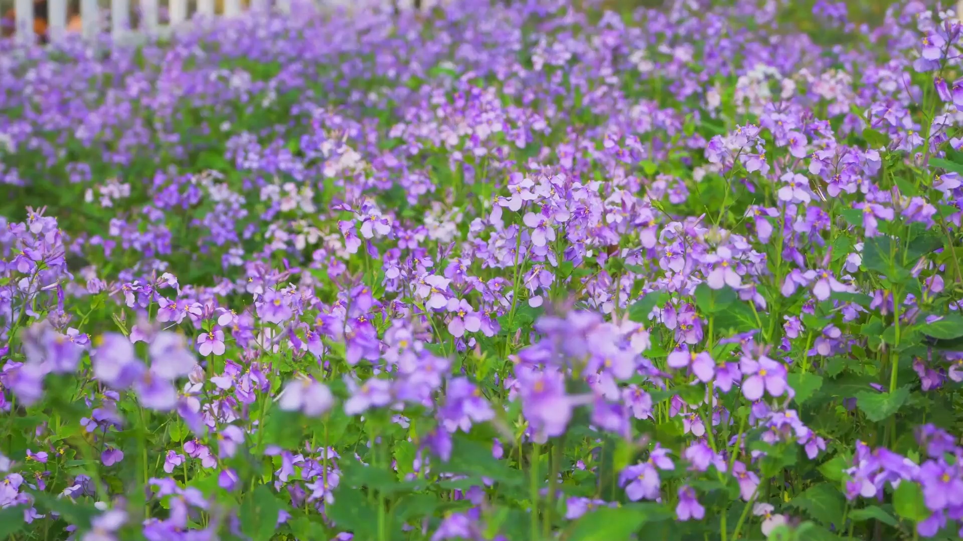 春天紫色花朵摄影作品