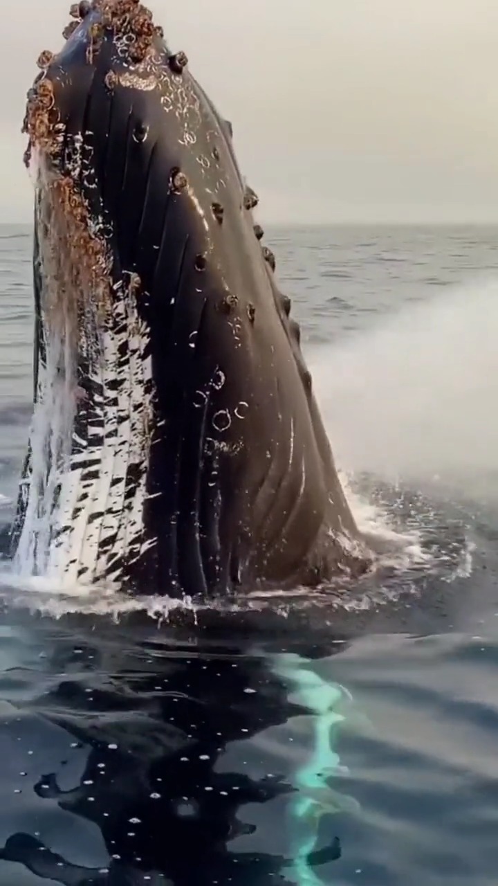 一只400岁的座头鲸瞬间出水,场面十分壮观,最近在大西洋被发现,它从