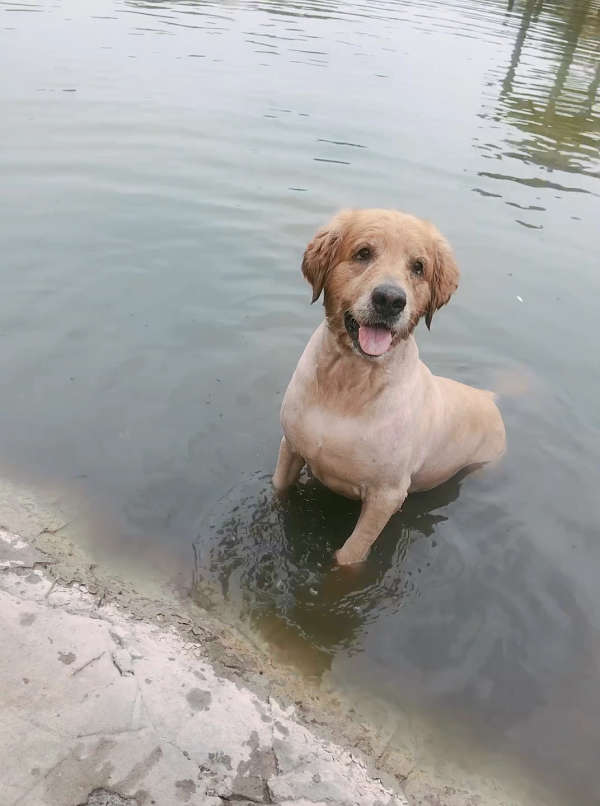 金毛猪.飞翔吧! @经纪人小微