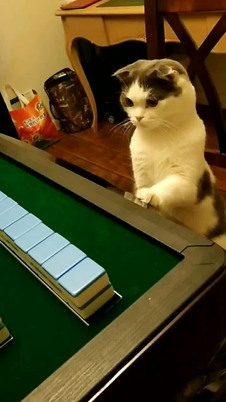四川猫打麻将!