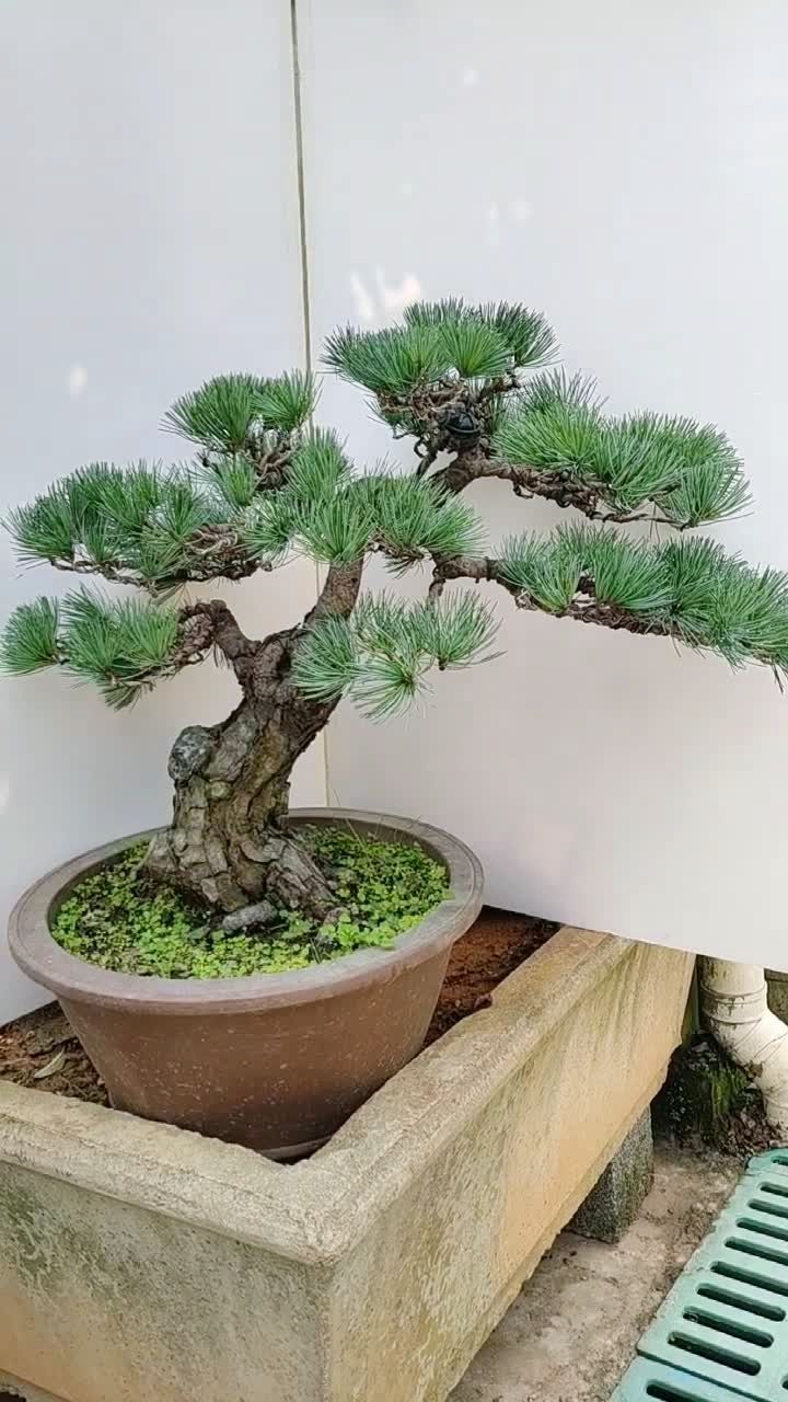 五针松盆景老桩