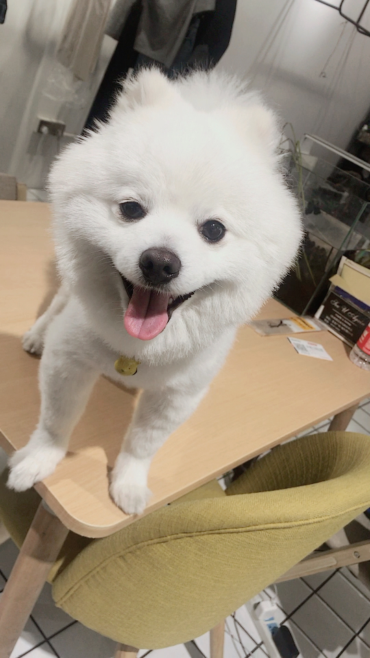 哈哈哈,偶遇隔壁家串串,博美和柴犬的混血小狗子,超可爱