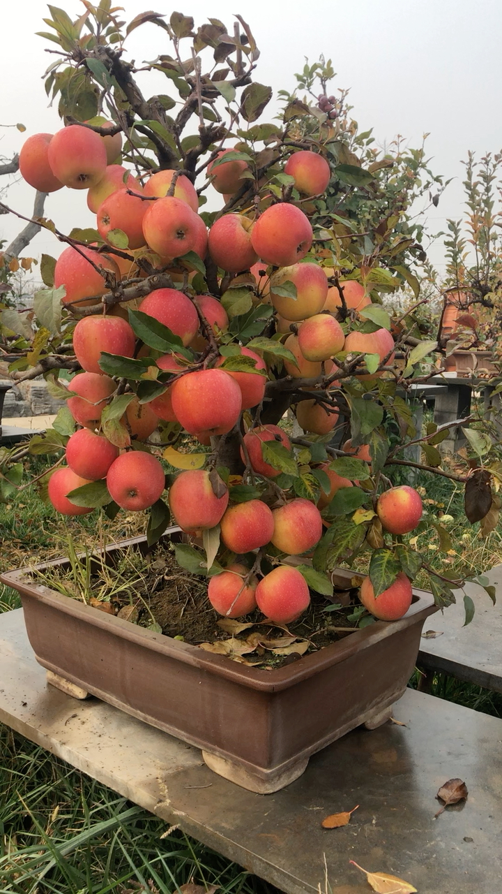 苹果盆景大红荣品种,一个果子可达到一斤2两,在北京各大超市一个果子