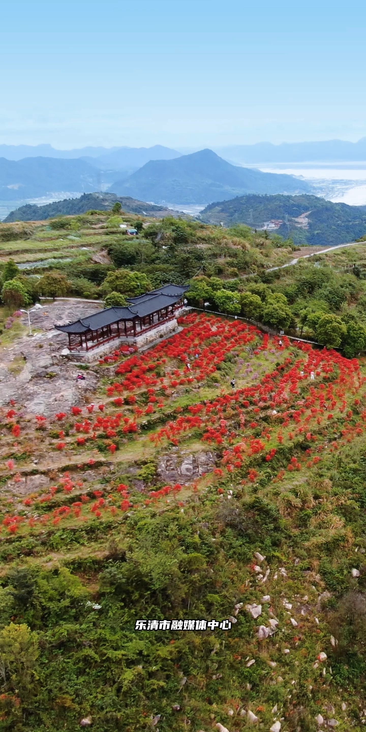 最美人间四月天,杜鹃花开红艳艳!乐清白龙山喊你赏花啦