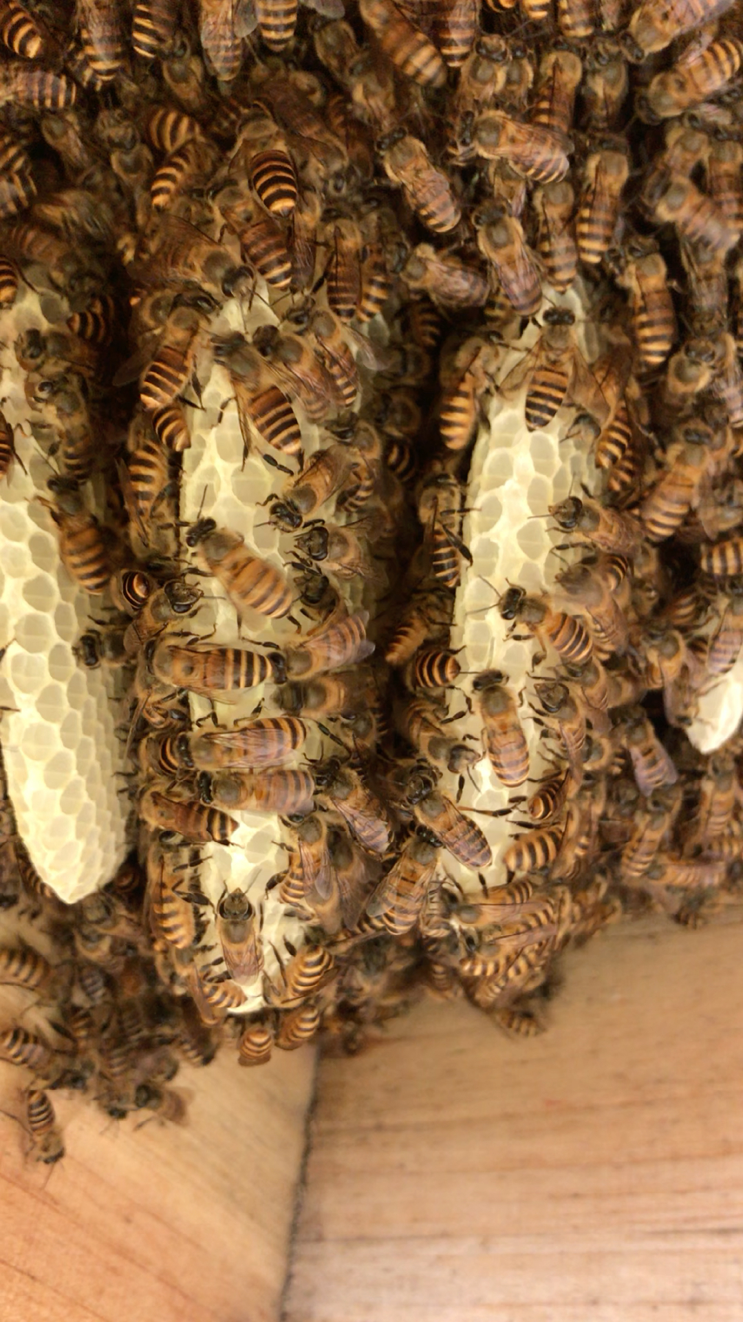 野外收回的蛋群蜜蜂,已正常繁殖筑巢