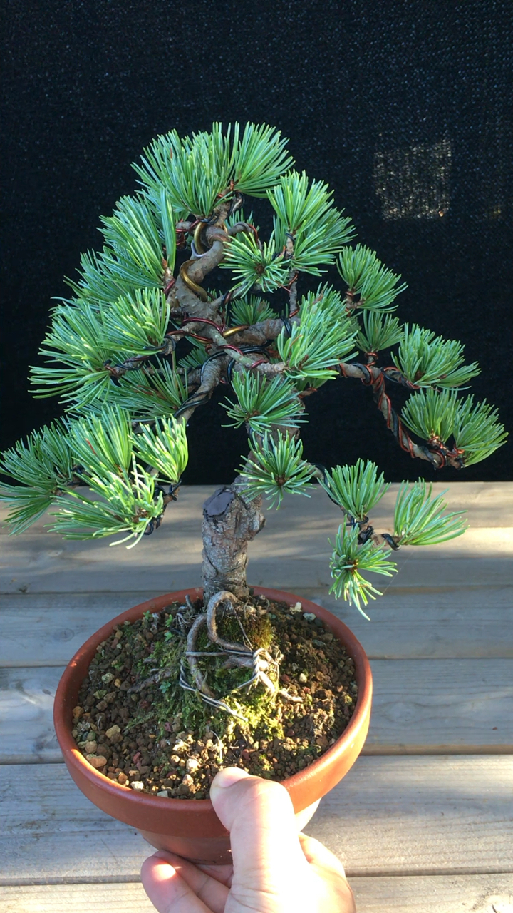 老盆口小微盆景五针松